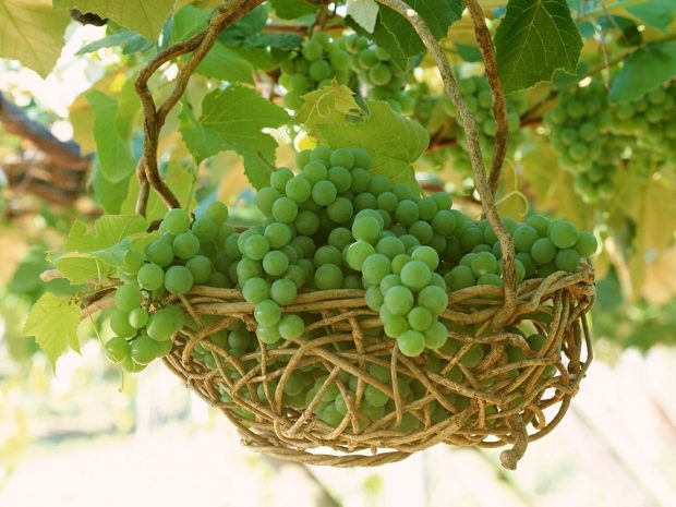 Green Grapes Fruit Wallpaper.
