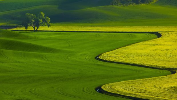 Green Grass Field 1080p Wallpaper.