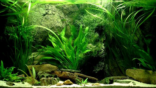 HD Aquarium Background.