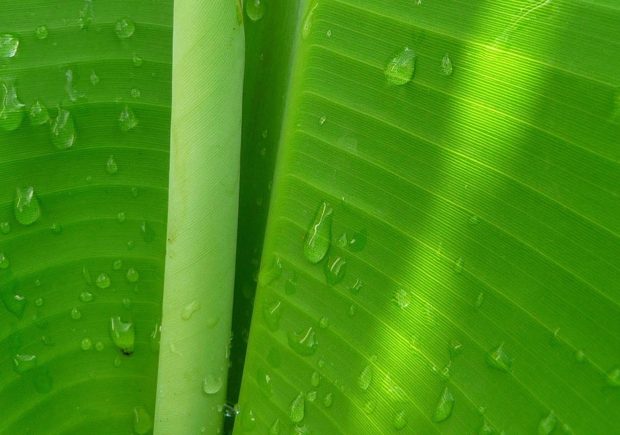 HD Banana Leaf Pictures.