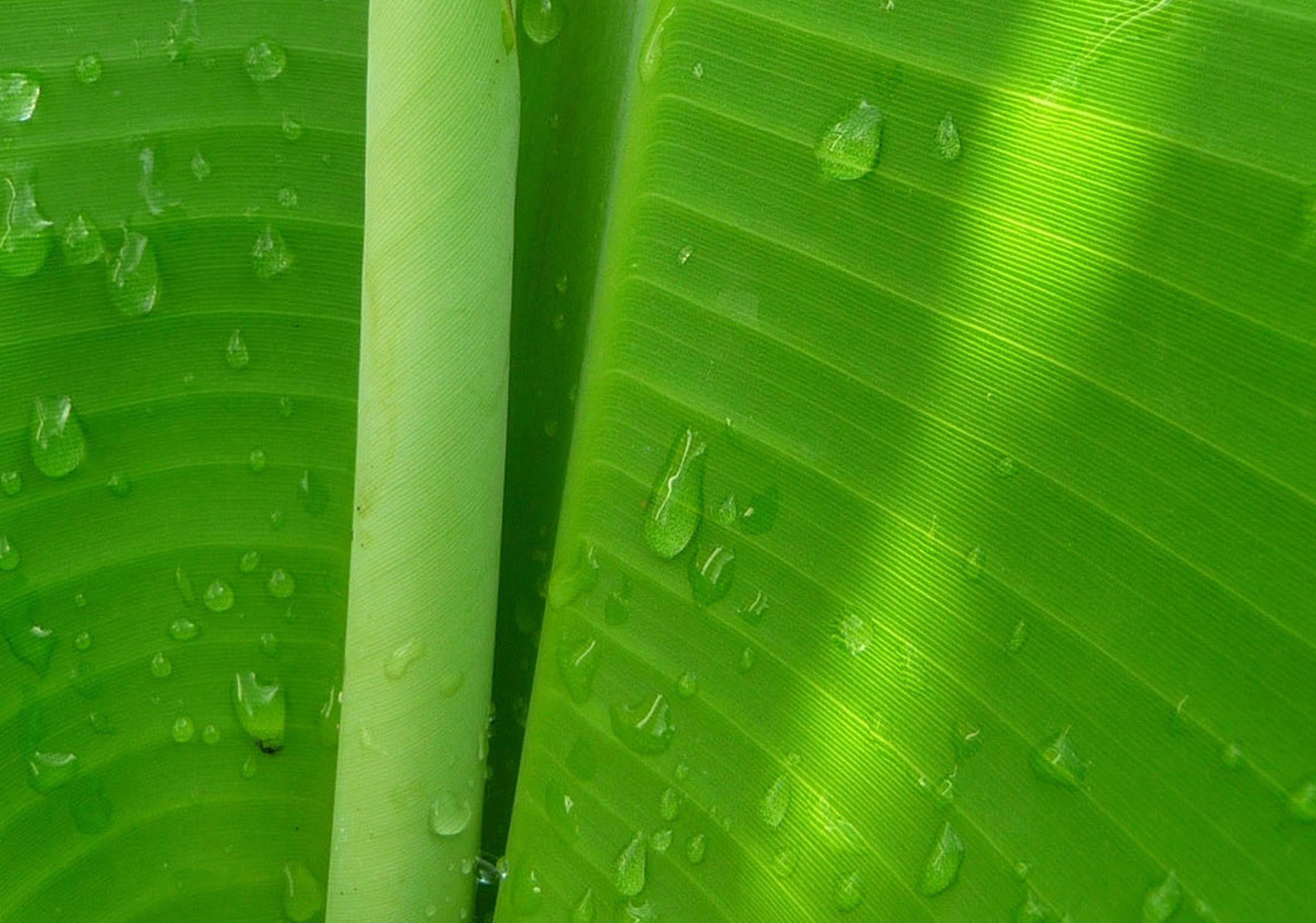 Banana Leaf Wallpapers HD  PixelsTalk.Net