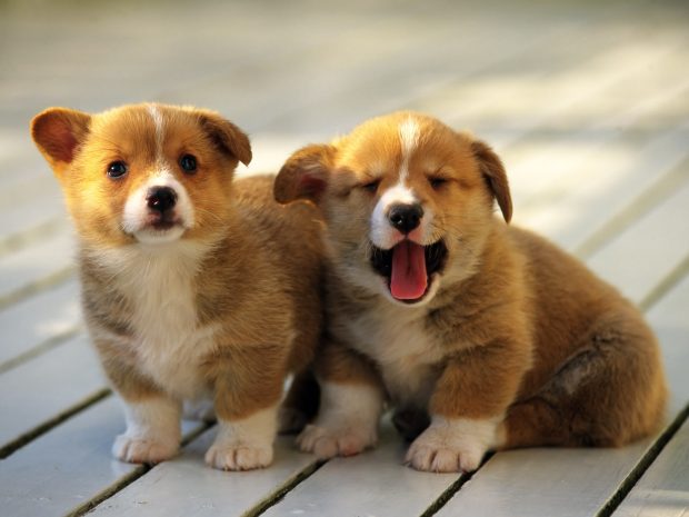 HD Cute Puppy Image.