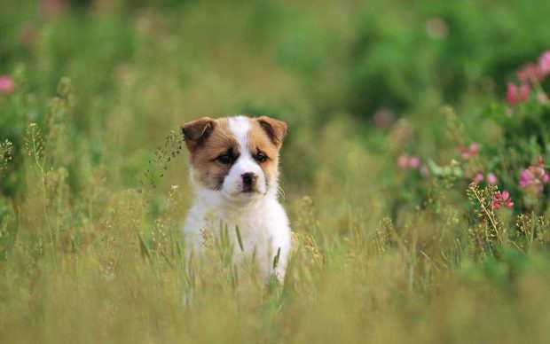 HD Cute Puppy Wallpaper.