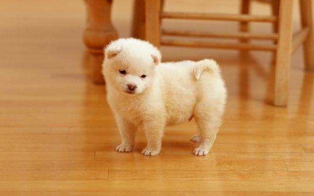 HD Cute Puppy Wallpaper.