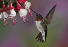 HD Hummingbird Wallpaper Full.