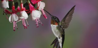 HD Hummingbird Wallpaper Full.