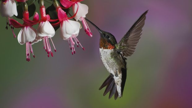 HD Hummingbird Wallpaper Full.