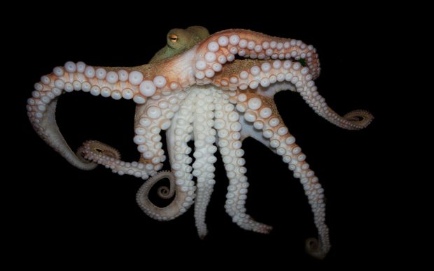 HD Octopus Image.