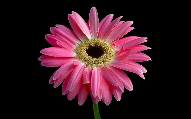 HD Pink Flowers Background.