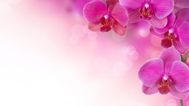 HD Pink Flowers Wallpaper.