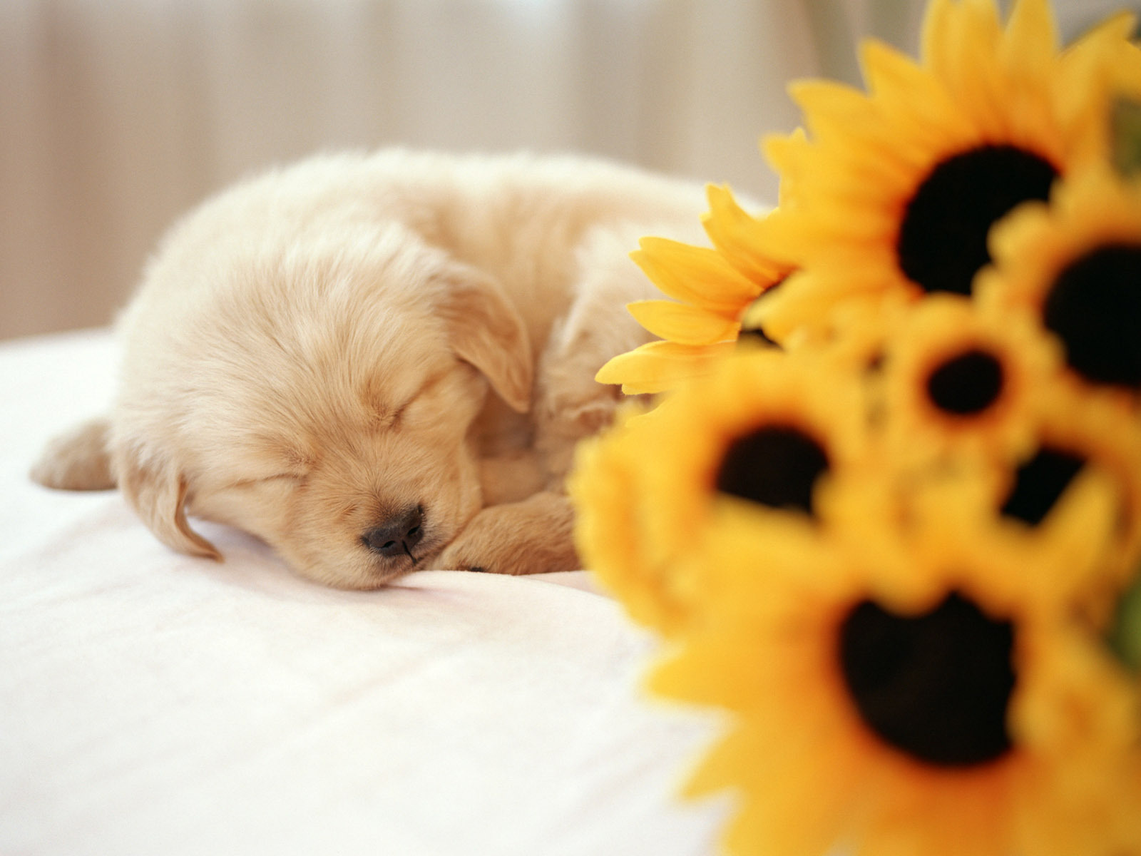 Free Download Cute Puppy Wallpapers | PixelsTalk.Net1600 x 1200