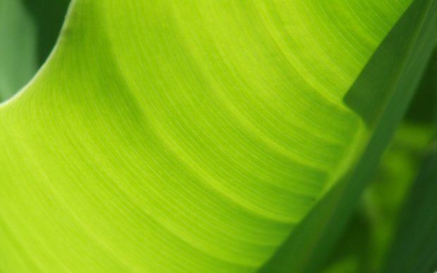 HD Wallpapers Banana Leaf.