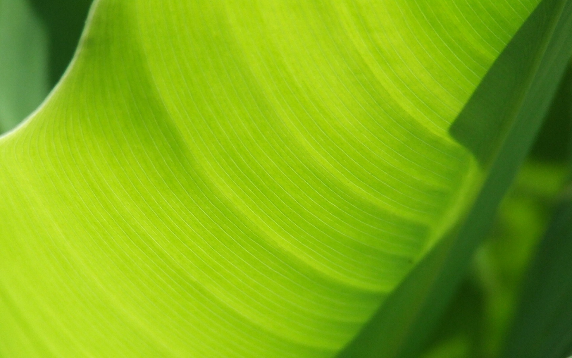 Banana Leaf Wallpapers HD 