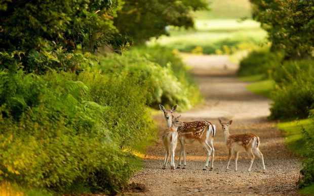 HD Wildlife Image.