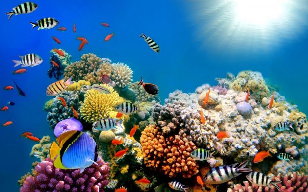 HD coral reef wallpaper.