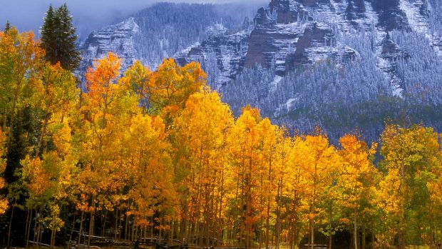 Fall Colors near Silver Jack Reservoir, Colorado