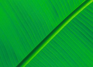 HD green leaf background.