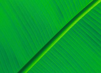 HD green leaf background.