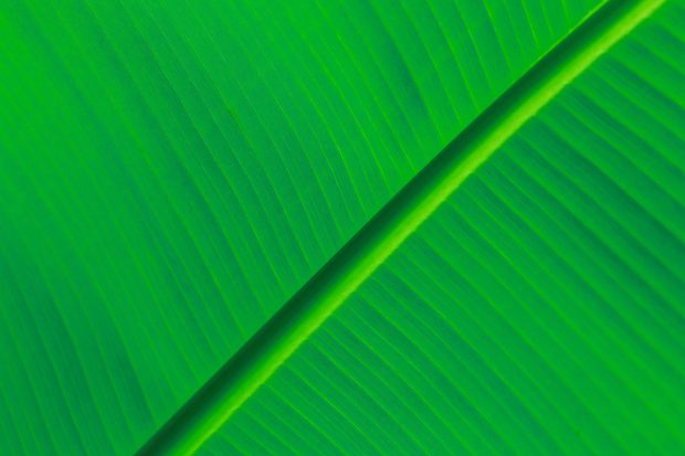 HD green leaf background.