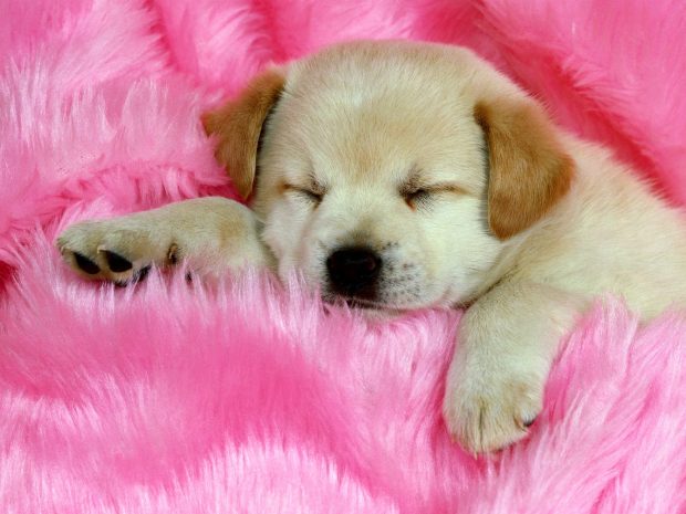 High Resolution Background of Cute Puppy.