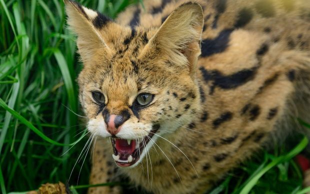 Serval at the Cat Survival Trust