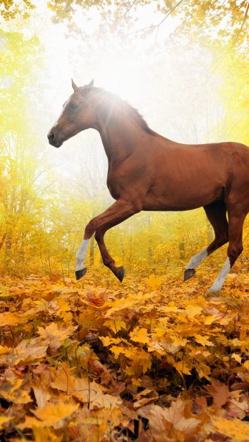 Horse Art Animal Fall Leaf Mountain Red iPhone Images.