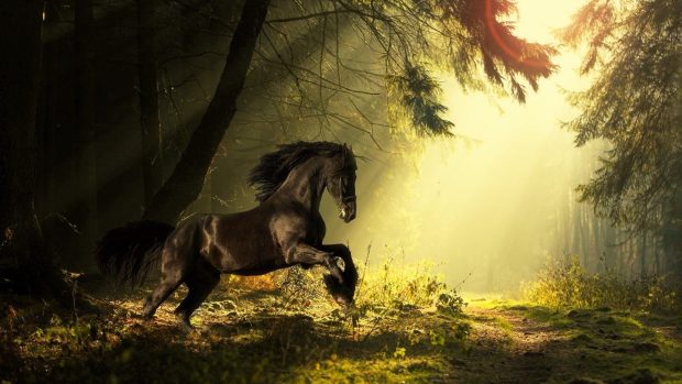 Horse forest best amazing hd new wallpaper 1920x1080.