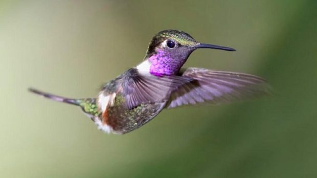 Hummingbird Desktop Wallpaper.