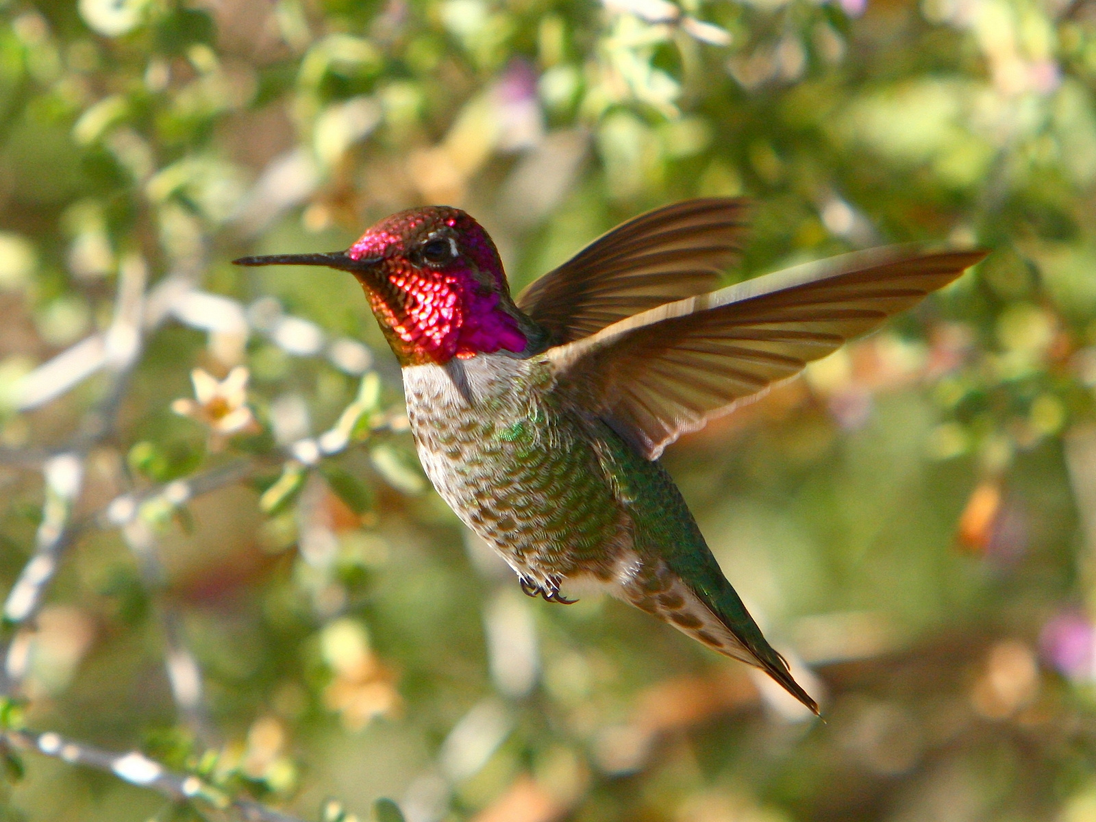 Download Free Hummingbird Wallpapers