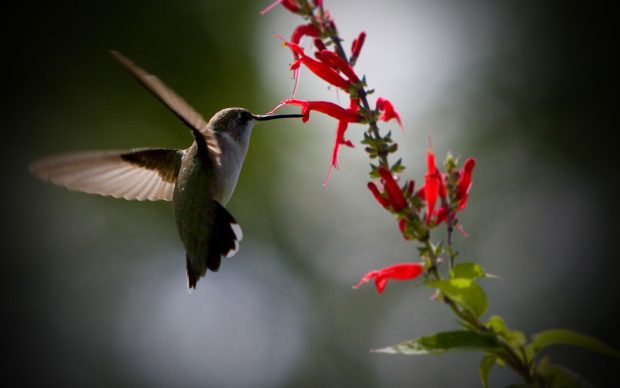 Hummingbird Wallpaper HD Free.