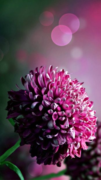 Hydrangea Chrysanthemum Flower Macro Bokeh iphone wallpaper.