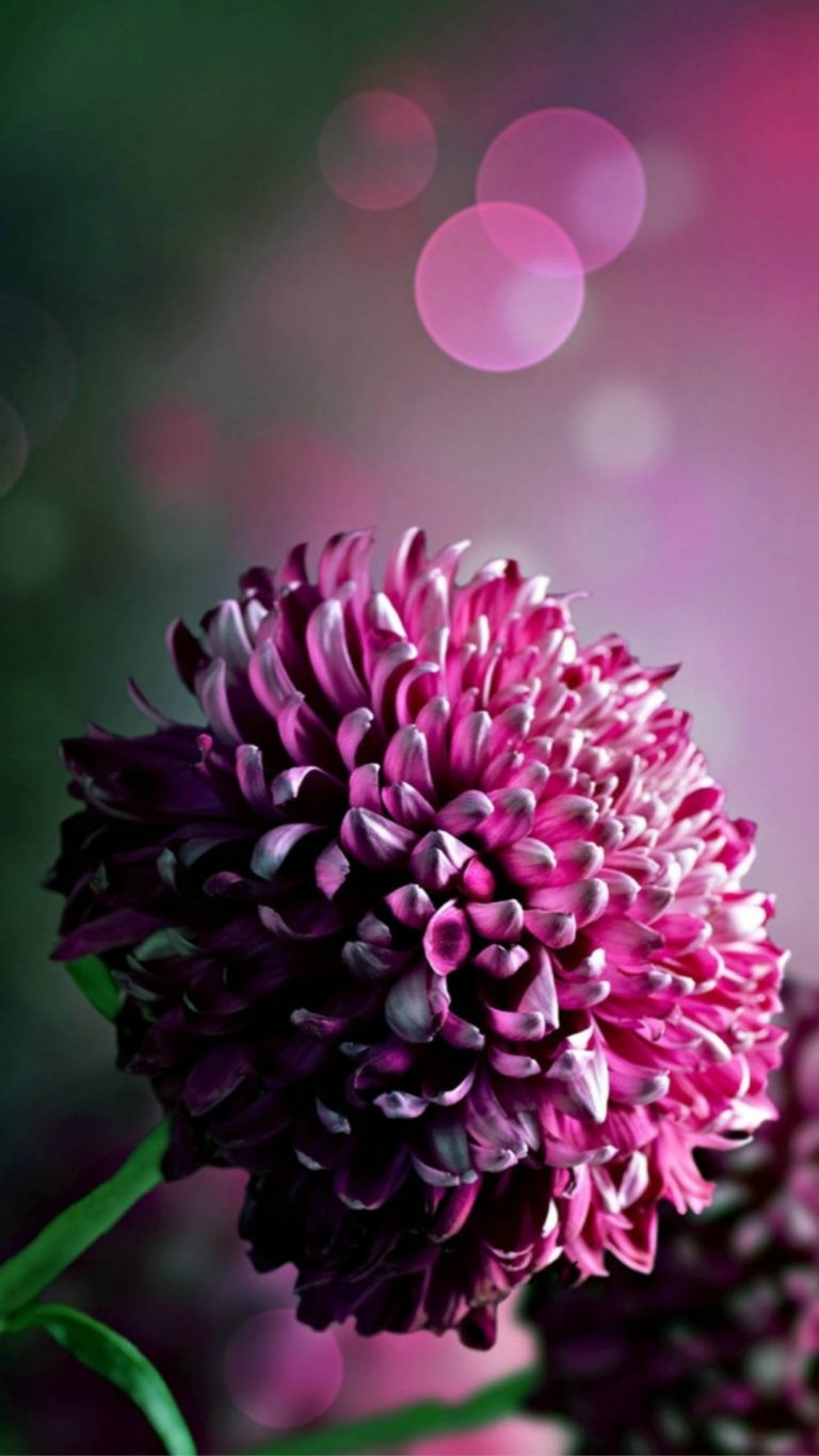 Flower iPhone Images Free Download - PixelsTalk.Net