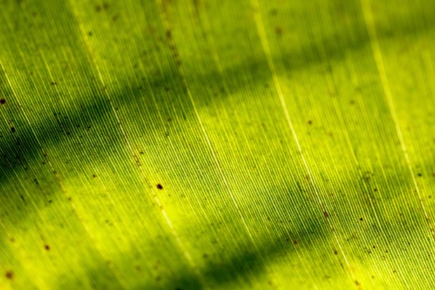 Images banana leaves extreme closeup download.