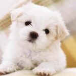Images for Cute Puppies Wallpaper.
