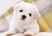 Images for Cute Puppies Wallpaper.