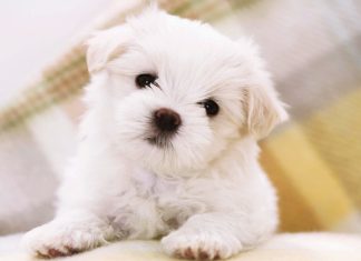 Images for Cute Puppies Wallpaper.