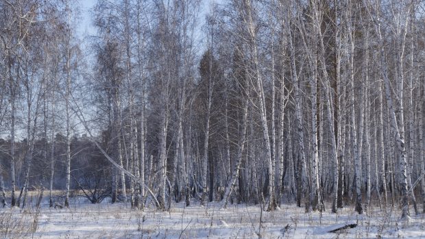 Images winter birch forest 3840x2160.