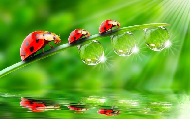 Ladybird Leaf Water Drop Backgrounds.