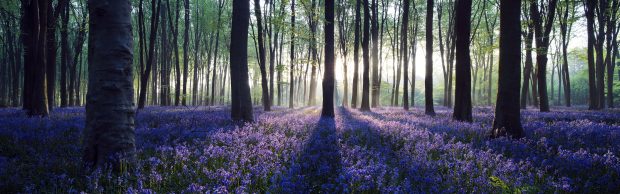 Lavender in Forest Panoramic Image.