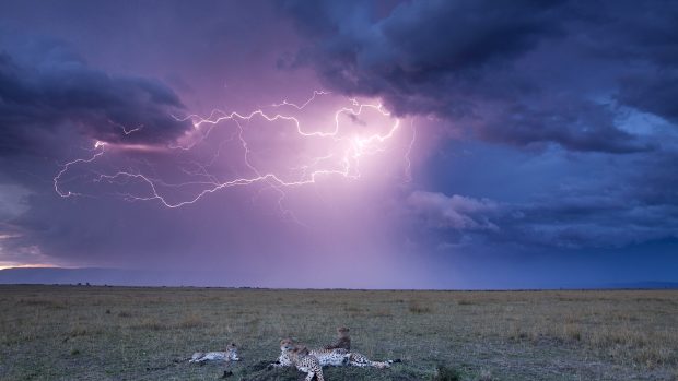 Leopards and Lightning Storm For 1920x1080 Background.