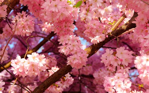 Light Pink Flowers Background.