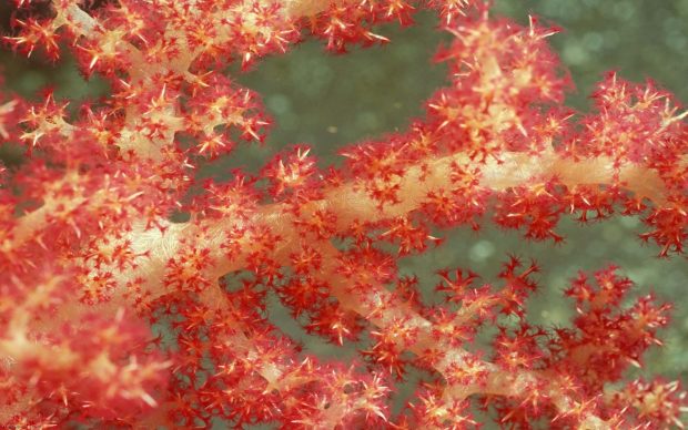Light Red Coral underwater sea ocean water coral wallpapers 1920x1200.