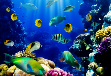 Live Aquarium Wallpaper.