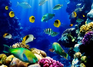 Live Aquarium Wallpaper.