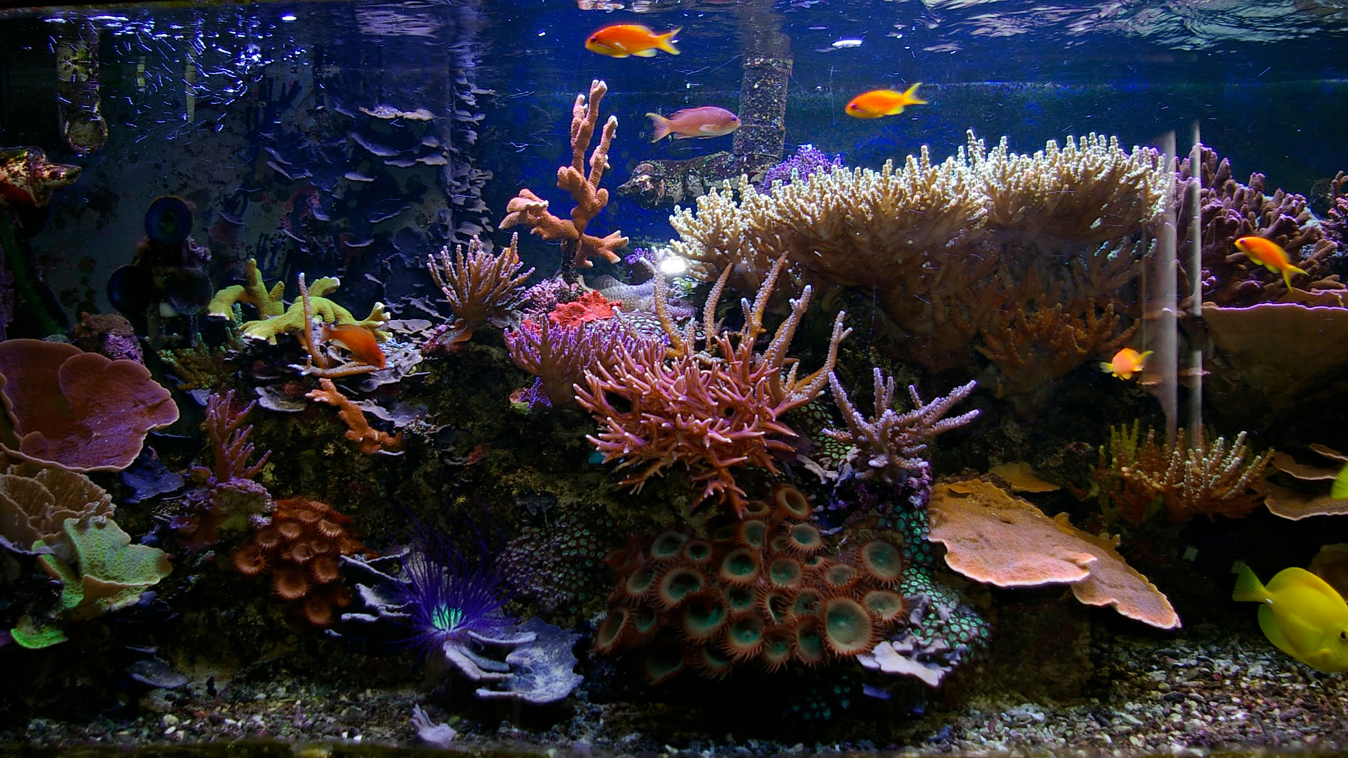 Free Download Aquarium Wallpapers | PixelsTalk.Net