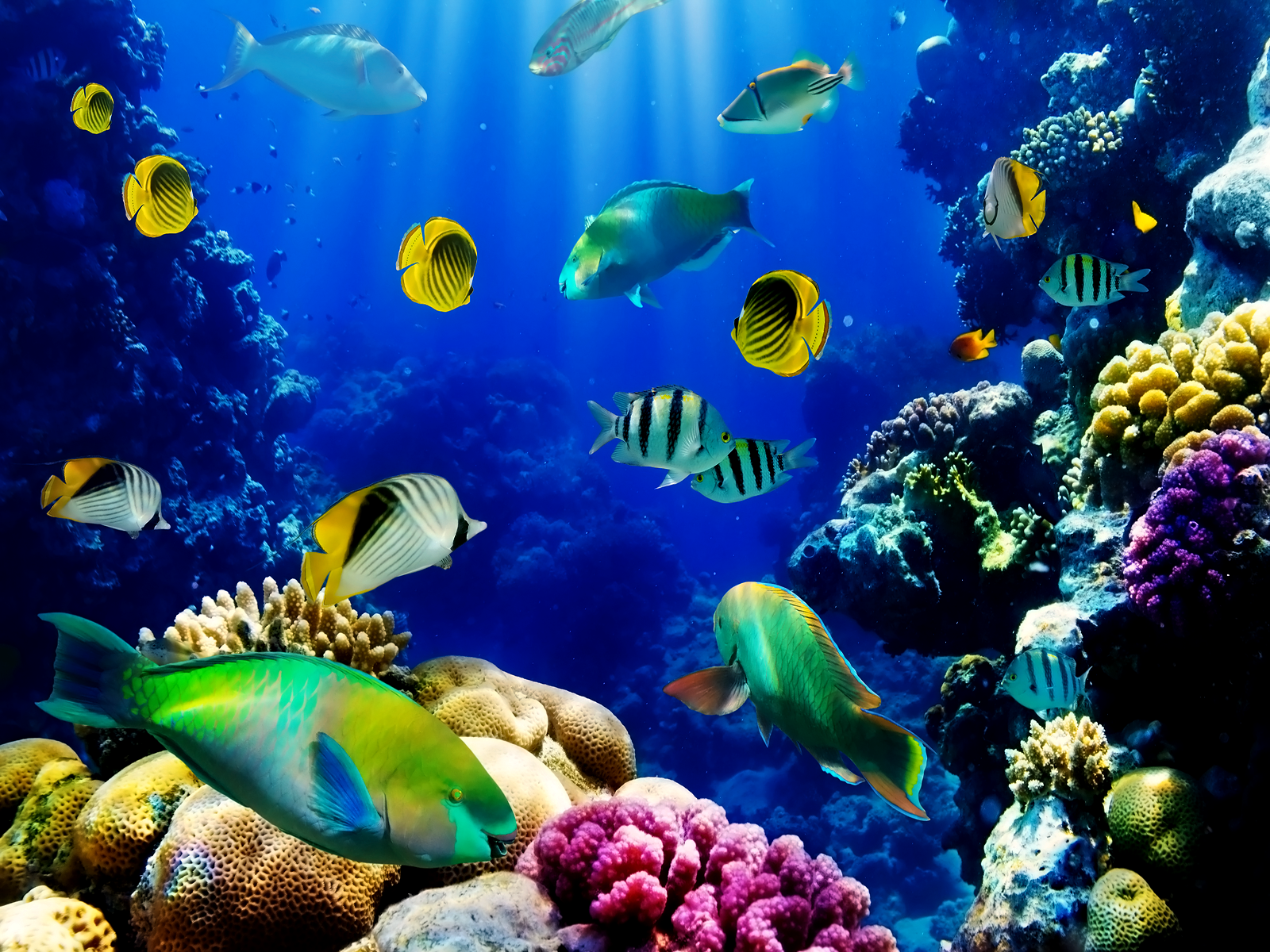 desktop hintergrund aquarium