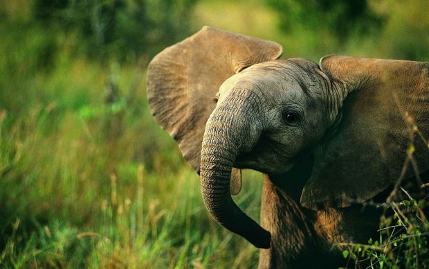 Lovely Elephant Baby.