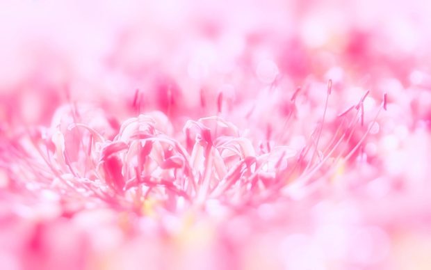 Lovely Pink Flowers Wallpaper.