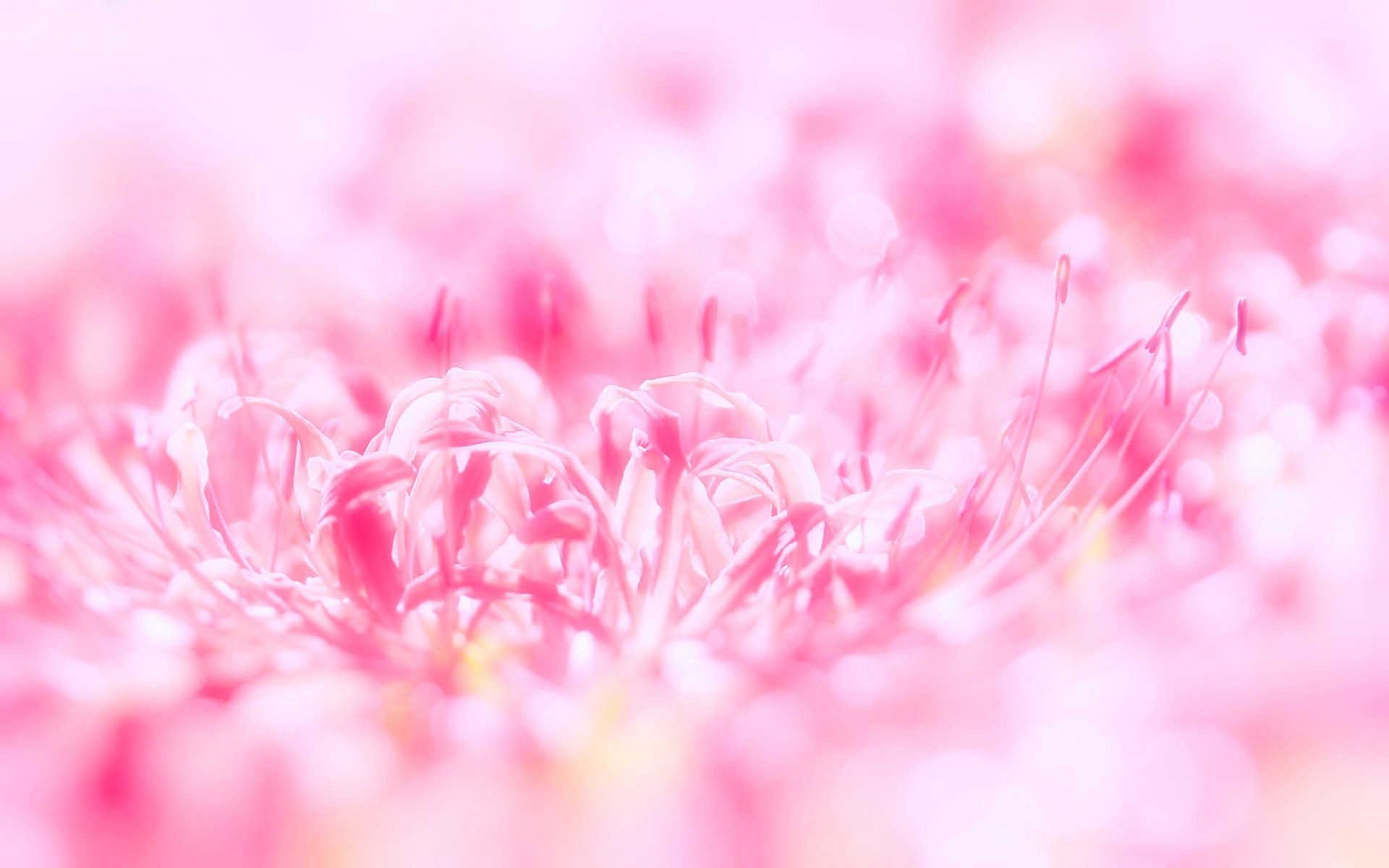 Pink Flowers Wallpapers HD | PixelsTalk.Net