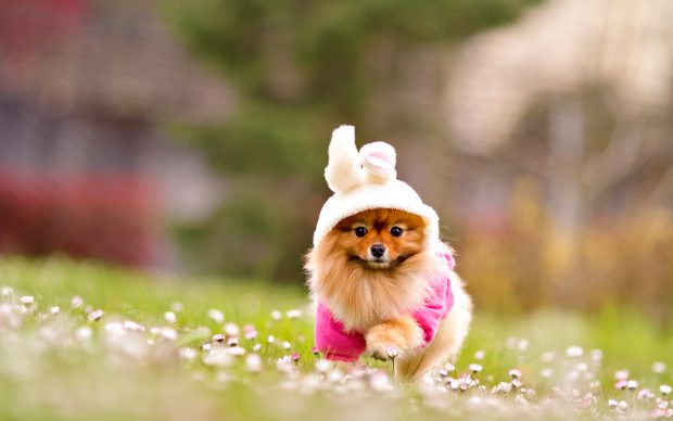 Lovely dog wallpaper download cute puppy.